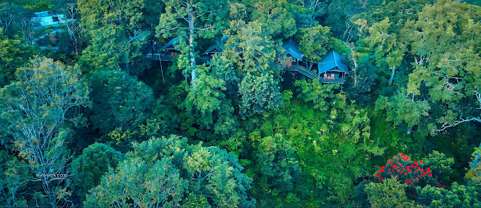 WAYANAD WILDLIFE RESORT